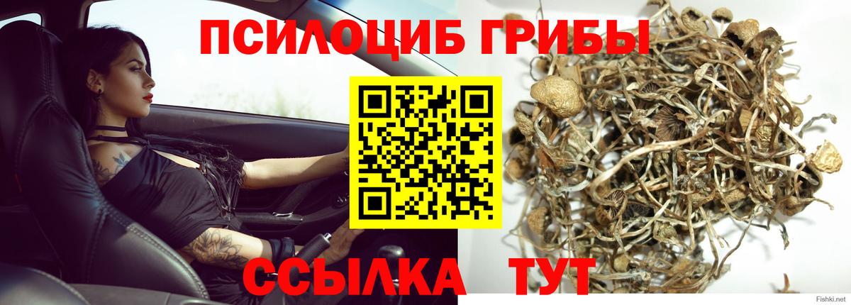 даркнет сайт  Вход с VPN  Каменск-Уральский  Галлюциногенные грибы Psilocybe 